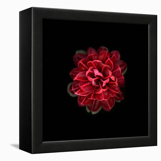 In Red-PhotoINC-Framed Premier Image Canvas