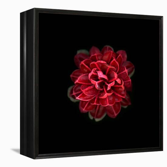 In Red-PhotoINC-Framed Premier Image Canvas