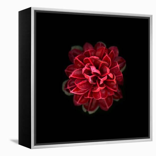 In Red-PhotoINC-Framed Premier Image Canvas