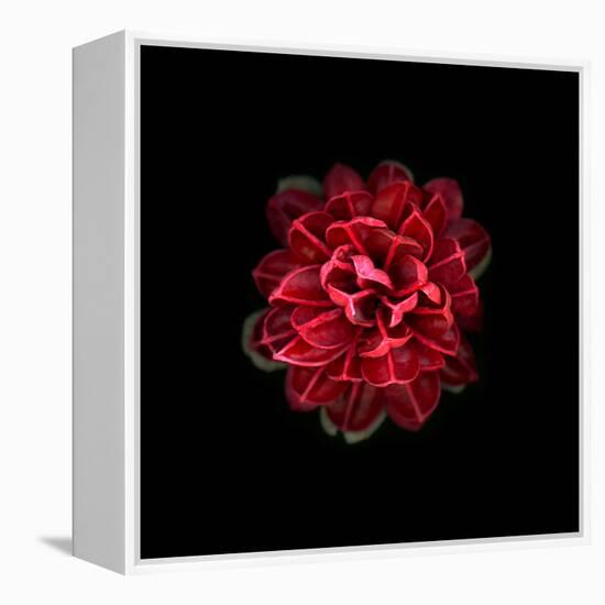 In Red-PhotoINC-Framed Premier Image Canvas