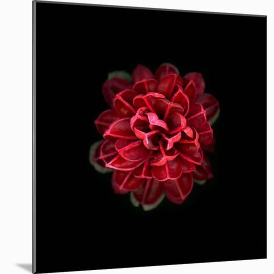 In Red-PhotoINC-Mounted Photographic Print