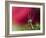 In Red-Heidi Westum-Framed Photographic Print