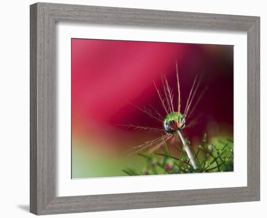 In Red-Heidi Westum-Framed Photographic Print