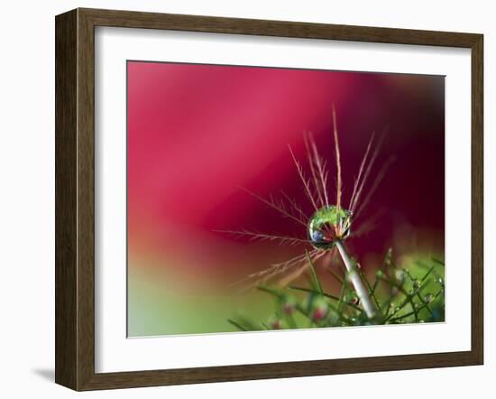 In Red-Heidi Westum-Framed Photographic Print