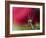 In Red-Heidi Westum-Framed Photographic Print