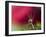 In Red-Heidi Westum-Framed Photographic Print