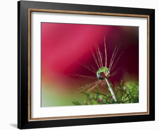 In Red-Heidi Westum-Framed Photographic Print