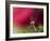 In Red-Heidi Westum-Framed Photographic Print