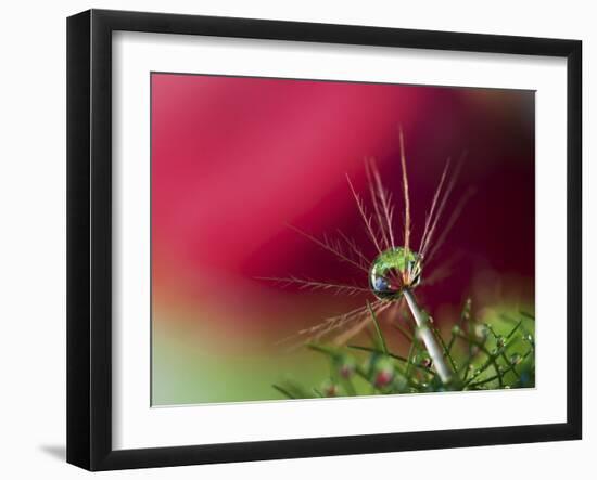 In Red-Heidi Westum-Framed Photographic Print