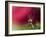 In Red-Heidi Westum-Framed Photographic Print