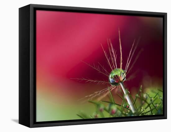 In Red-Heidi Westum-Framed Premier Image Canvas