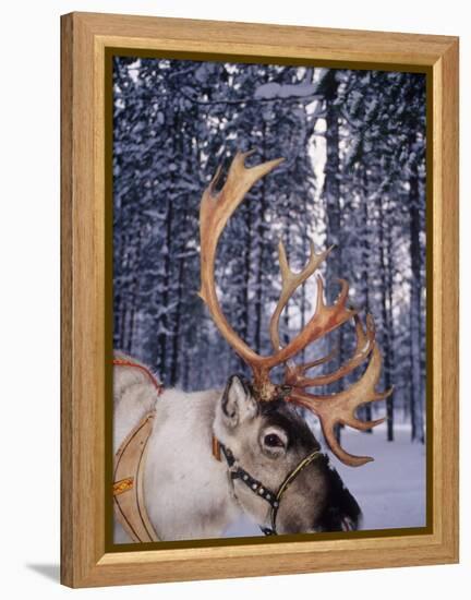 In Santa Claus's Country the Reindeers Abound, Lapland, Finland-Daisy Gilardini-Framed Premier Image Canvas