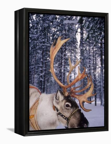 In Santa Claus's Country the Reindeers Abound, Lapland, Finland-Daisy Gilardini-Framed Premier Image Canvas