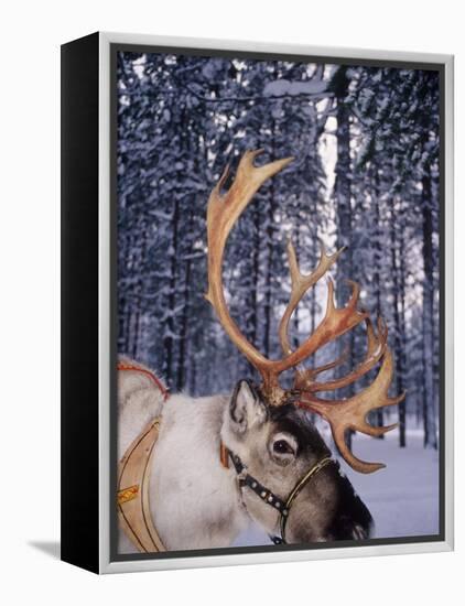 In Santa Claus's Country the Reindeers Abound, Lapland, Finland-Daisy Gilardini-Framed Premier Image Canvas