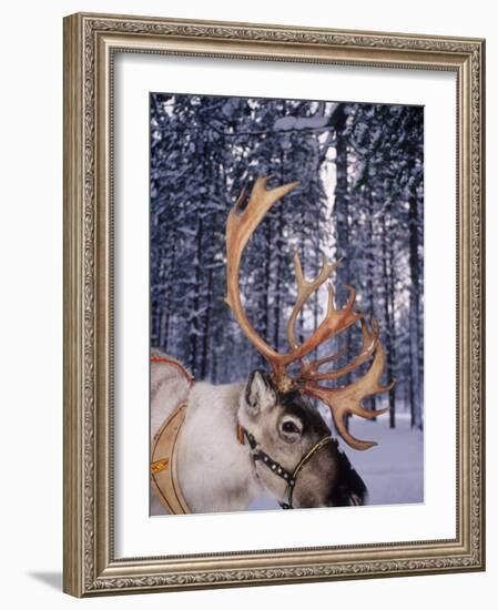 In Santa Claus's Country the Reindeers Abound, Lapland, Finland-Daisy Gilardini-Framed Photographic Print