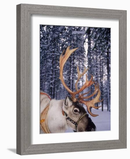 In Santa Claus's Country the Reindeers Abound, Lapland, Finland-Daisy Gilardini-Framed Photographic Print