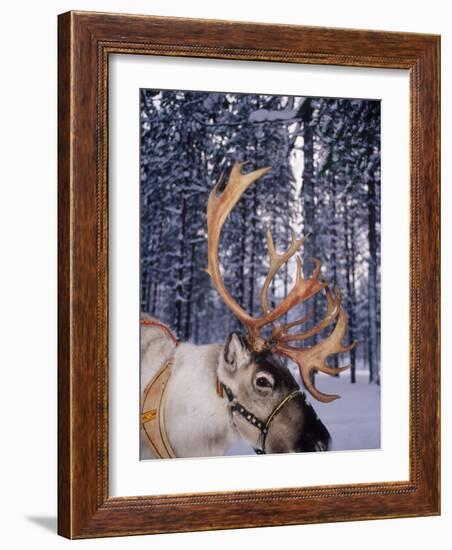 In Santa Claus's Country the Reindeers Abound, Lapland, Finland-Daisy Gilardini-Framed Photographic Print