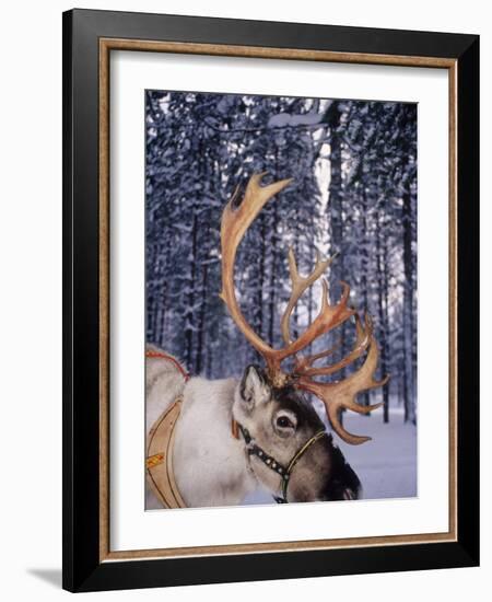 In Santa Claus's Country the Reindeers Abound, Lapland, Finland-Daisy Gilardini-Framed Photographic Print