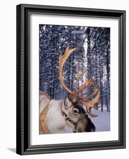 In Santa Claus's Country the Reindeers Abound, Lapland, Finland-Daisy Gilardini-Framed Photographic Print