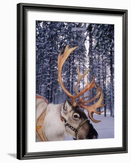 In Santa Claus's Country the Reindeers Abound, Lapland, Finland-Daisy Gilardini-Framed Photographic Print