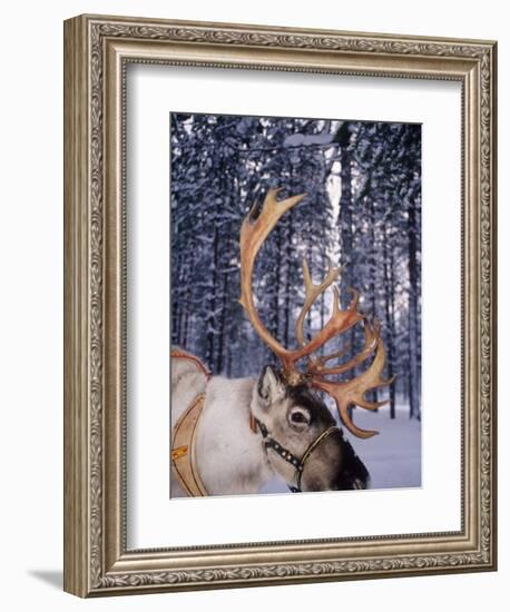 In Santa Claus's Country the Reindeers Abound, Lapland, Finland-Daisy Gilardini-Framed Photographic Print