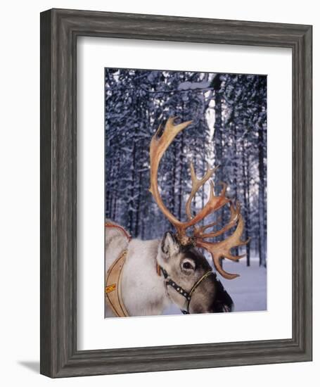 In Santa Claus's Country the Reindeers Abound, Lapland, Finland-Daisy Gilardini-Framed Photographic Print