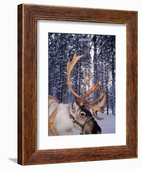 In Santa Claus's Country the Reindeers Abound, Lapland, Finland-Daisy Gilardini-Framed Photographic Print