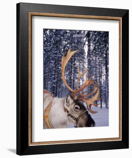 In Santa Claus's Country the Reindeers Abound, Lapland, Finland-Daisy Gilardini-Framed Photographic Print