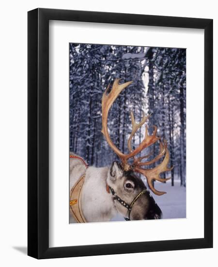 In Santa Claus's Country the Reindeers Abound, Lapland, Finland-Daisy Gilardini-Framed Photographic Print