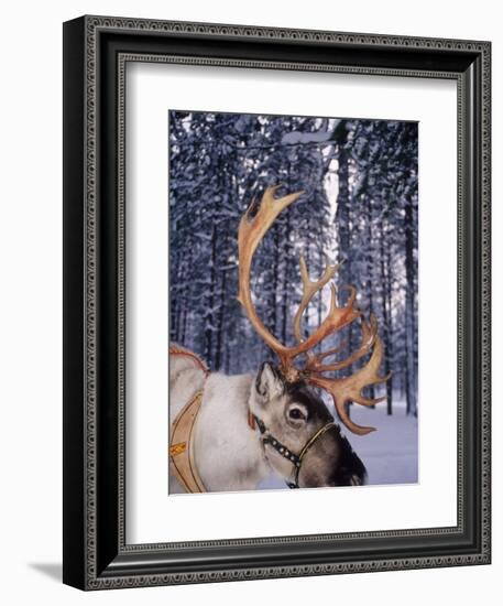 In Santa Claus's Country the Reindeers Abound, Lapland, Finland-Daisy Gilardini-Framed Photographic Print