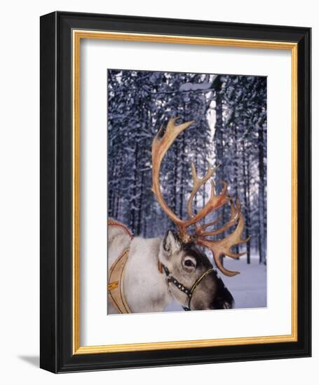 In Santa Claus's Country the Reindeers Abound, Lapland, Finland-Daisy Gilardini-Framed Photographic Print