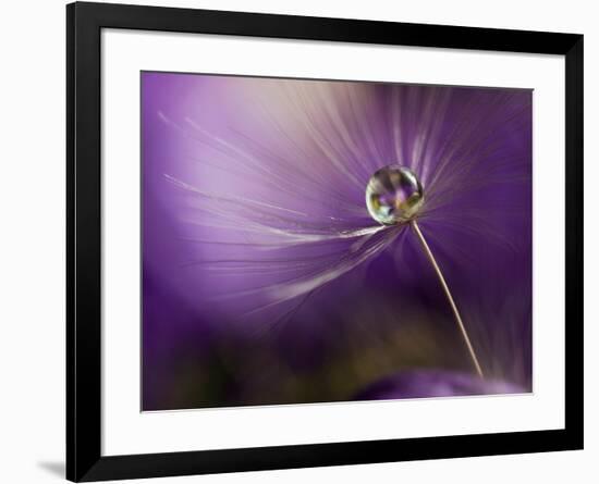 In Shades of Purple-Heidi Westum-Framed Photographic Print