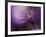 In Shades of Purple-Heidi Westum-Framed Photographic Print