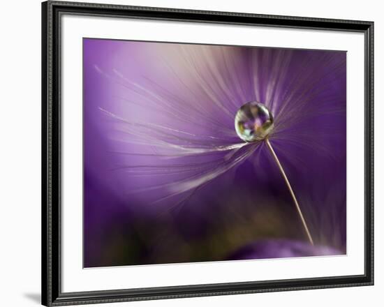 In Shades of Purple-Heidi Westum-Framed Photographic Print