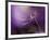 In Shades of Purple-Heidi Westum-Framed Photographic Print