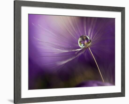 In Shades of Purple-Heidi Westum-Framed Photographic Print