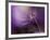 In Shades of Purple-Heidi Westum-Framed Photographic Print