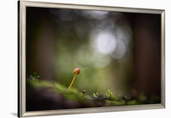 In the Big Woods-Ursula Abresch-Framed Photographic Print