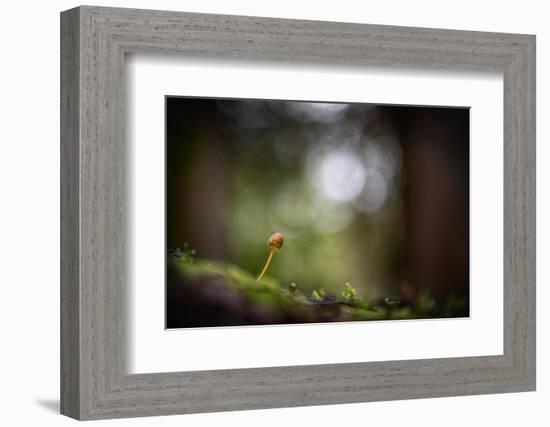 In the Big Woods-Ursula Abresch-Framed Photographic Print