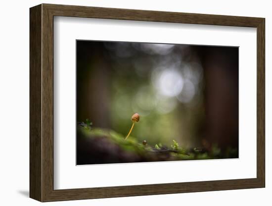 In the Big Woods-Ursula Abresch-Framed Photographic Print