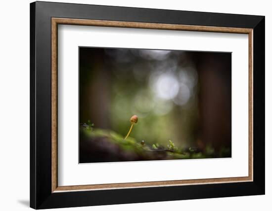 In the Big Woods-Ursula Abresch-Framed Photographic Print