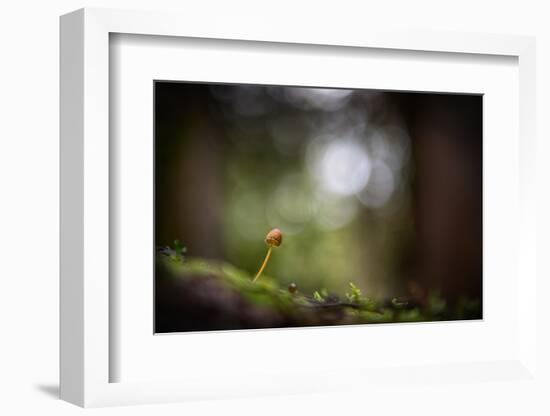 In the Big Woods-Ursula Abresch-Framed Photographic Print