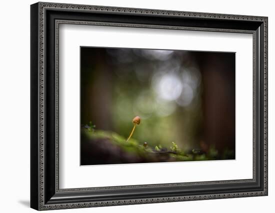 In the Big Woods-Ursula Abresch-Framed Photographic Print