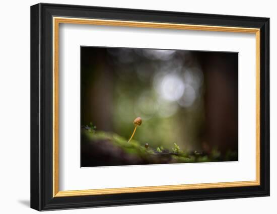 In the Big Woods-Ursula Abresch-Framed Photographic Print