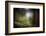 In the Big Woods-Ursula Abresch-Framed Photographic Print