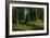 In the Birch Tree Forest, 1883-Ivan Ivanovitch Shishkin-Framed Giclee Print