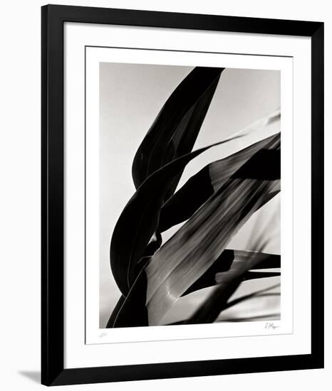 In the Breeze-Andrew Geiger-Framed Collectable Print