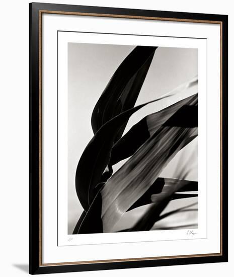 In the Breeze-Andrew Geiger-Framed Collectable Print