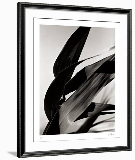 In the Breeze-Andrew Geiger-Framed Collectable Print