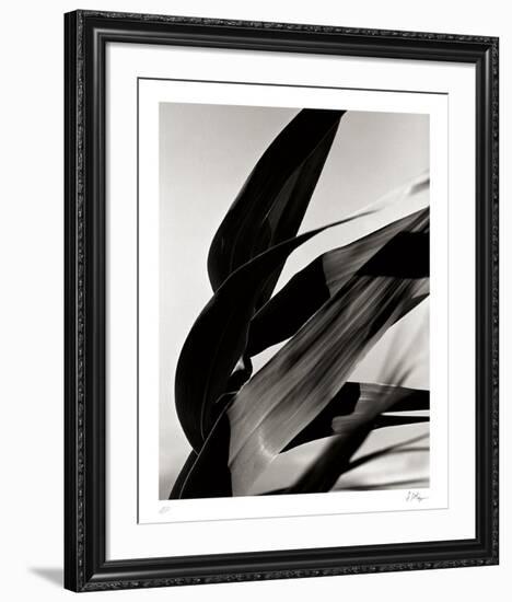 In the Breeze-Andrew Geiger-Framed Collectable Print